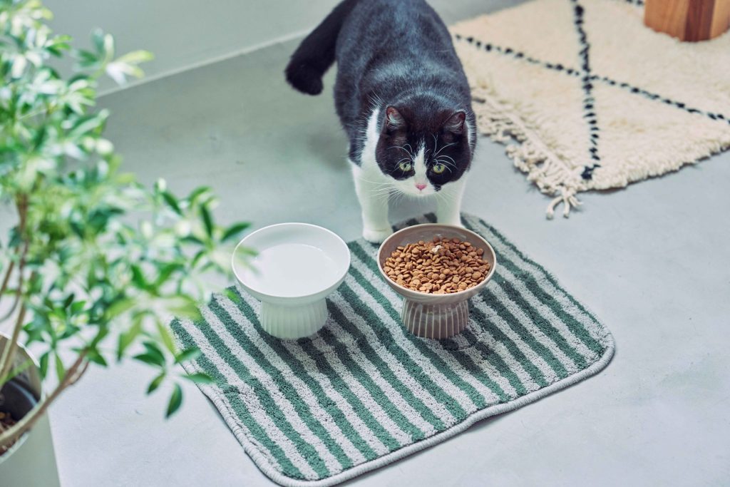 アクタス「nepheeco」で展開する&CAT フード＆ウォーターボウル。デザイン性の高い食器で食事する猫