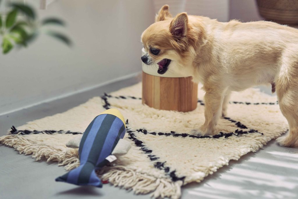 アクタス「nepheeco」の魚型ペット用おもちゃ「トイ フィッシュ」と犬。インテリアに馴染むペット雑貨